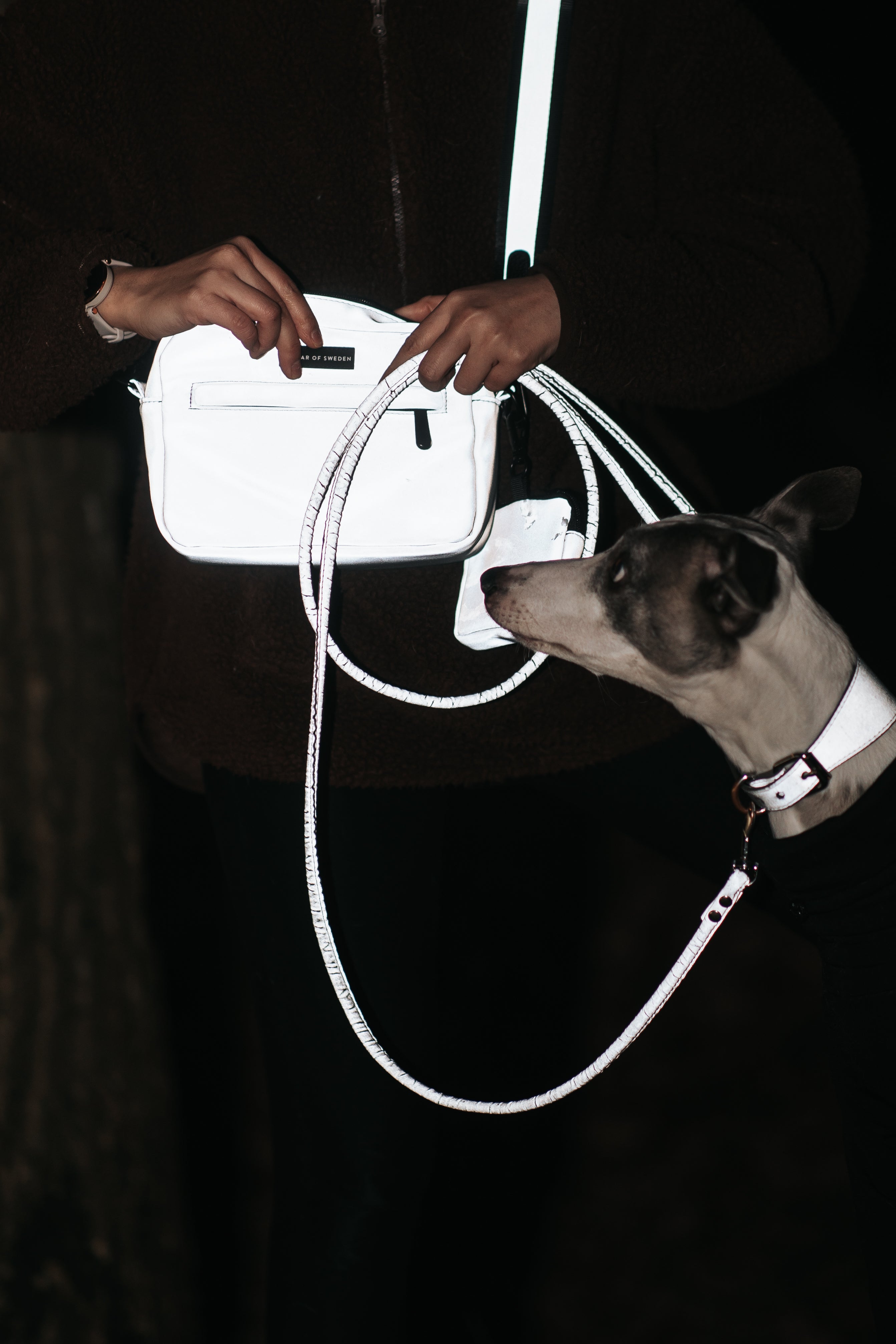 Reflective Dog Collars and Leashes: How Visibility Can Save Lives