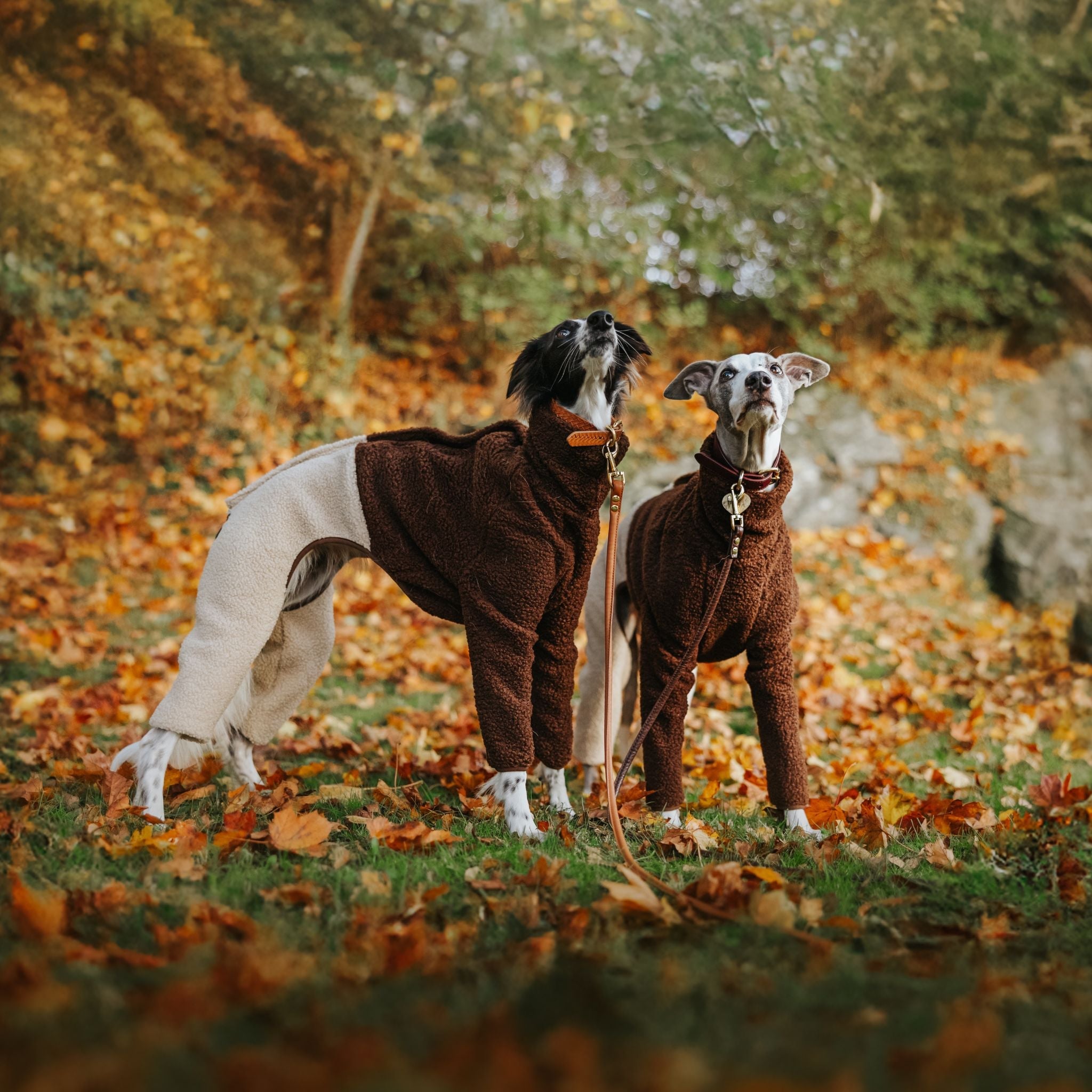 Autumn Collection