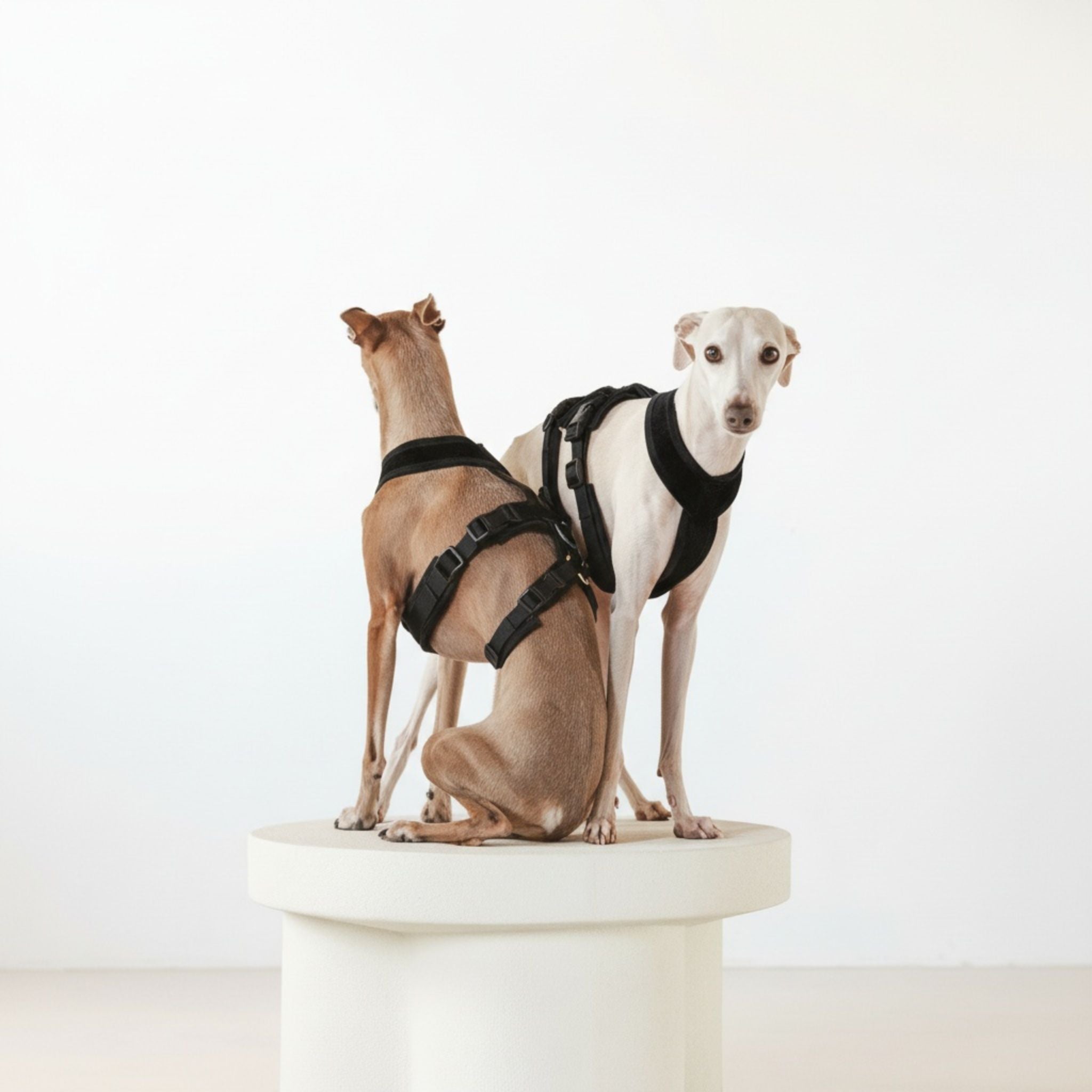 Italian Greyhound Collection