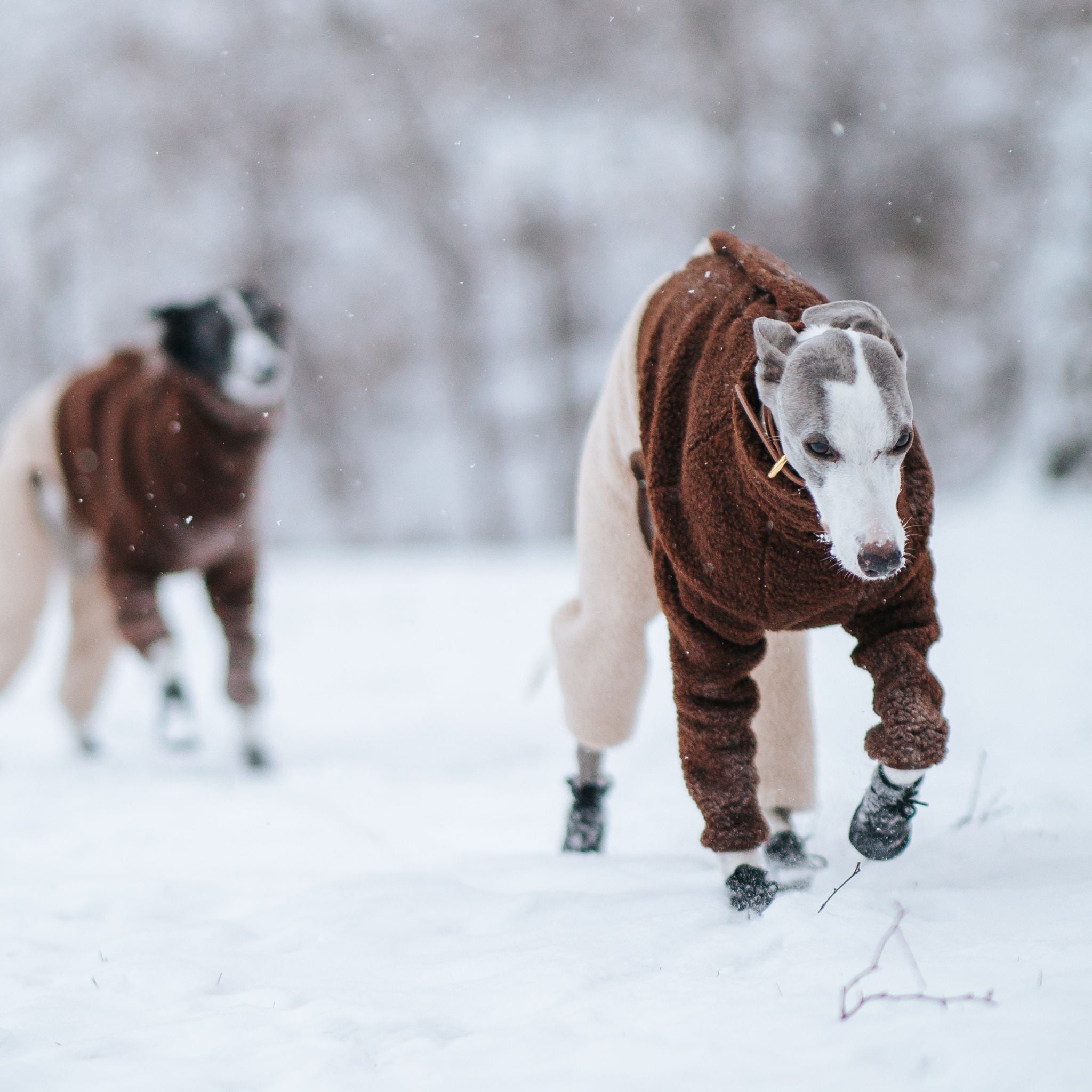 Winter Collection