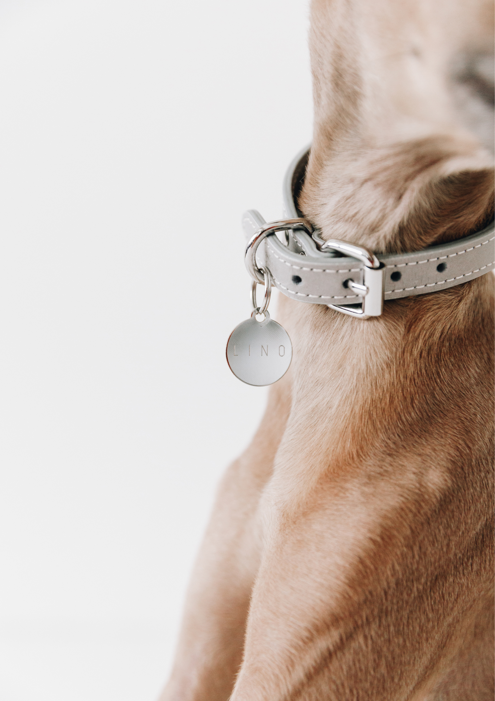 Dog Name Tags