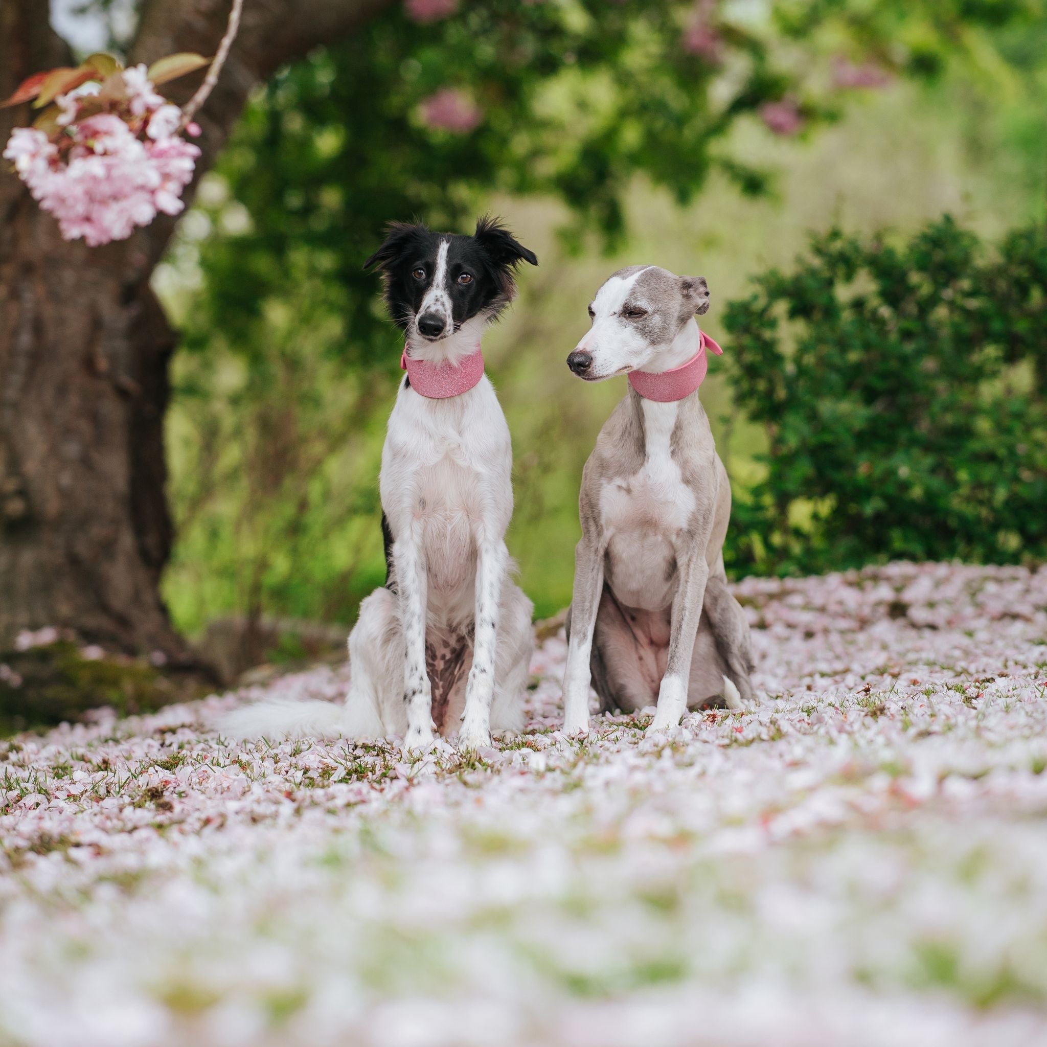 Summer Collection