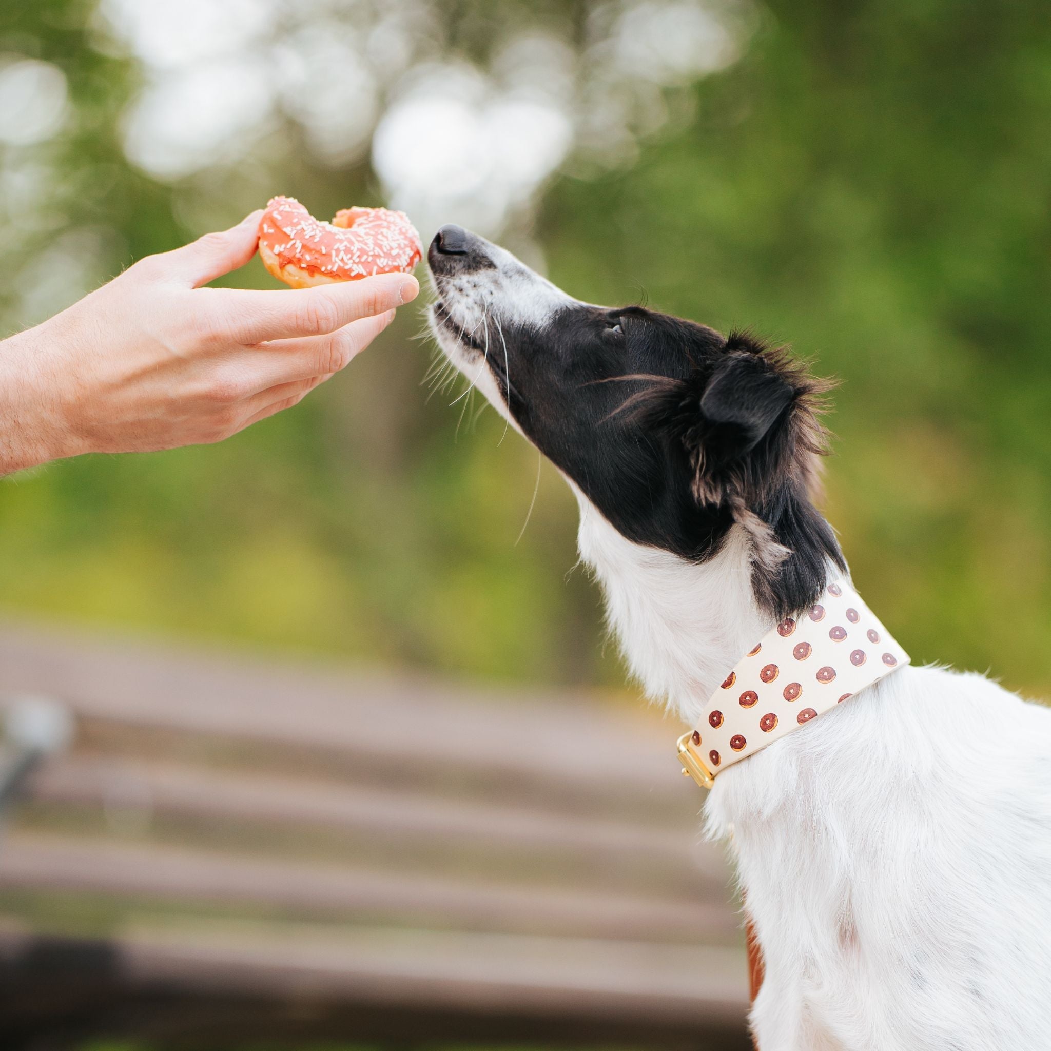 Trendy Dog Collars