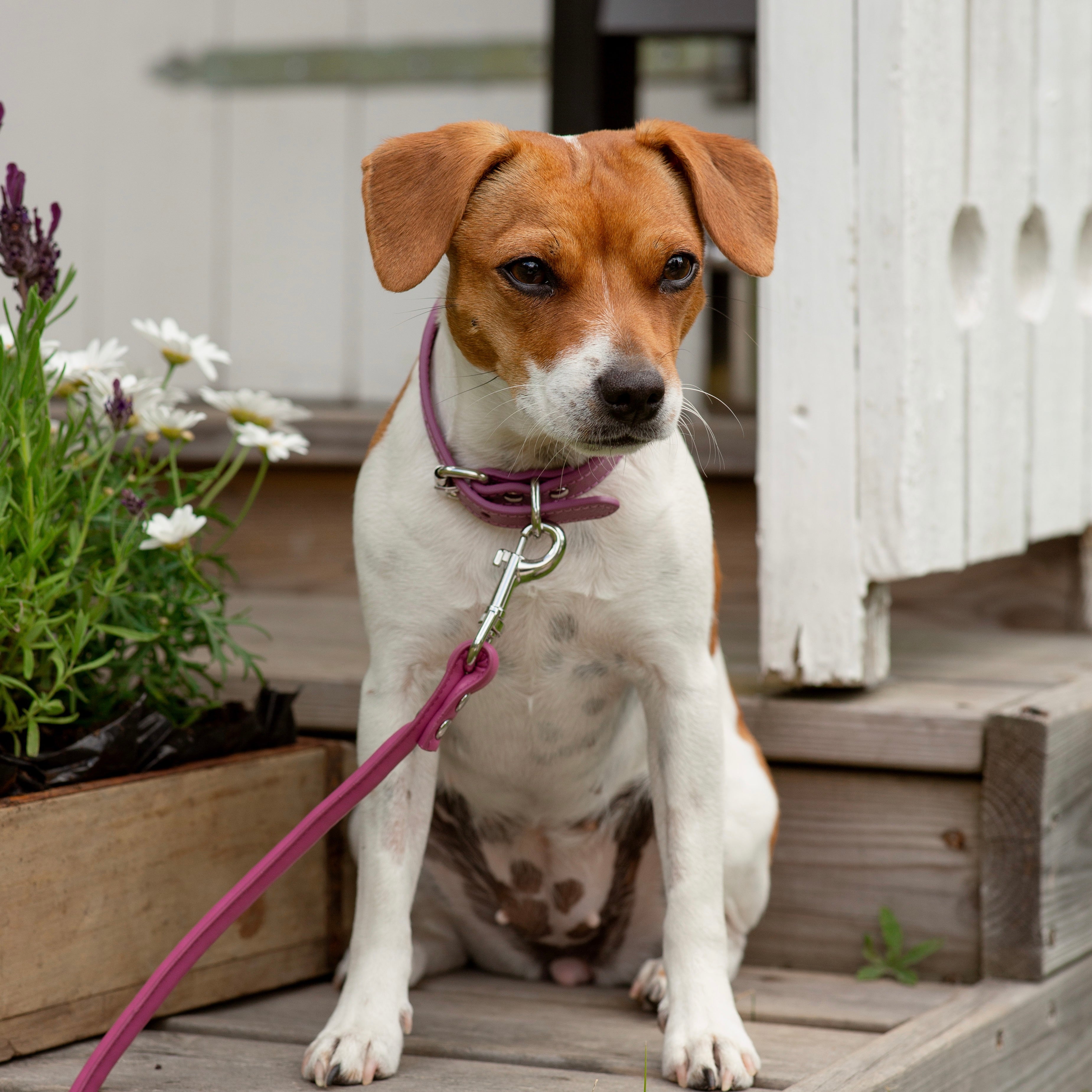 Purple Dog Lead