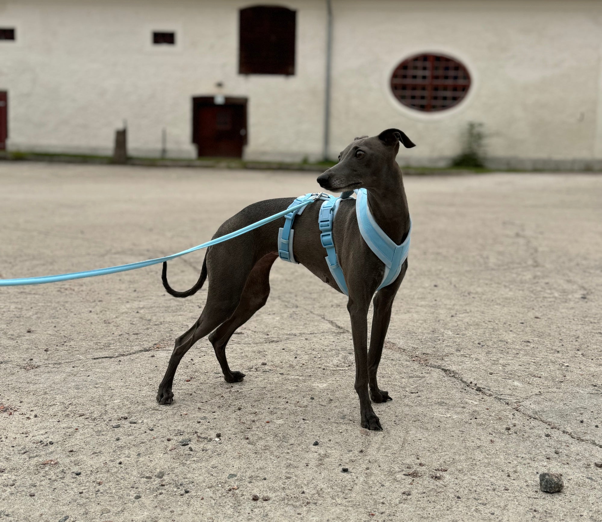 Baby Blue Y-Harness