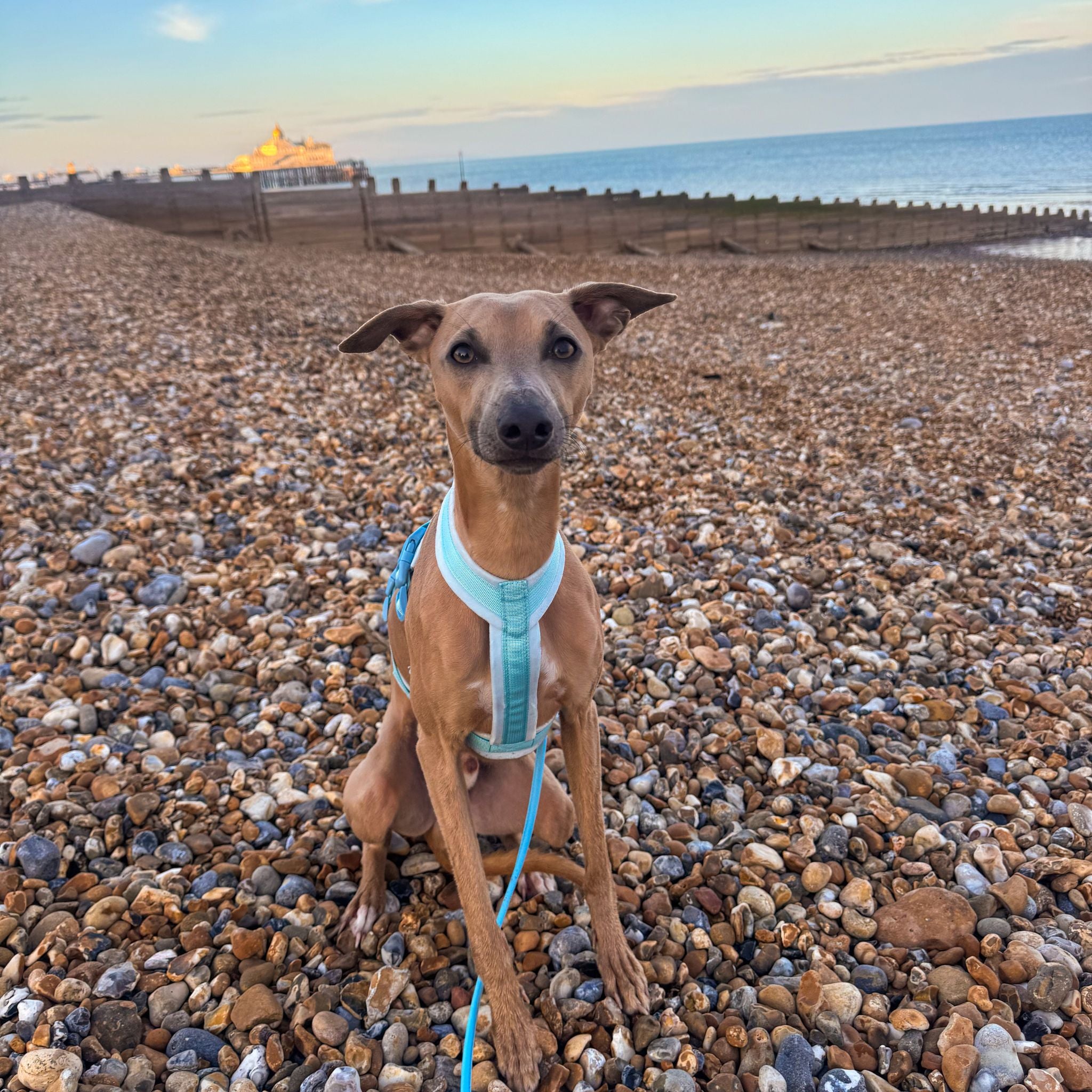 Baby Blue Y-Harness
