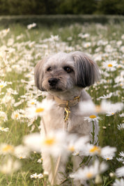 Beige Dog Collar Thin