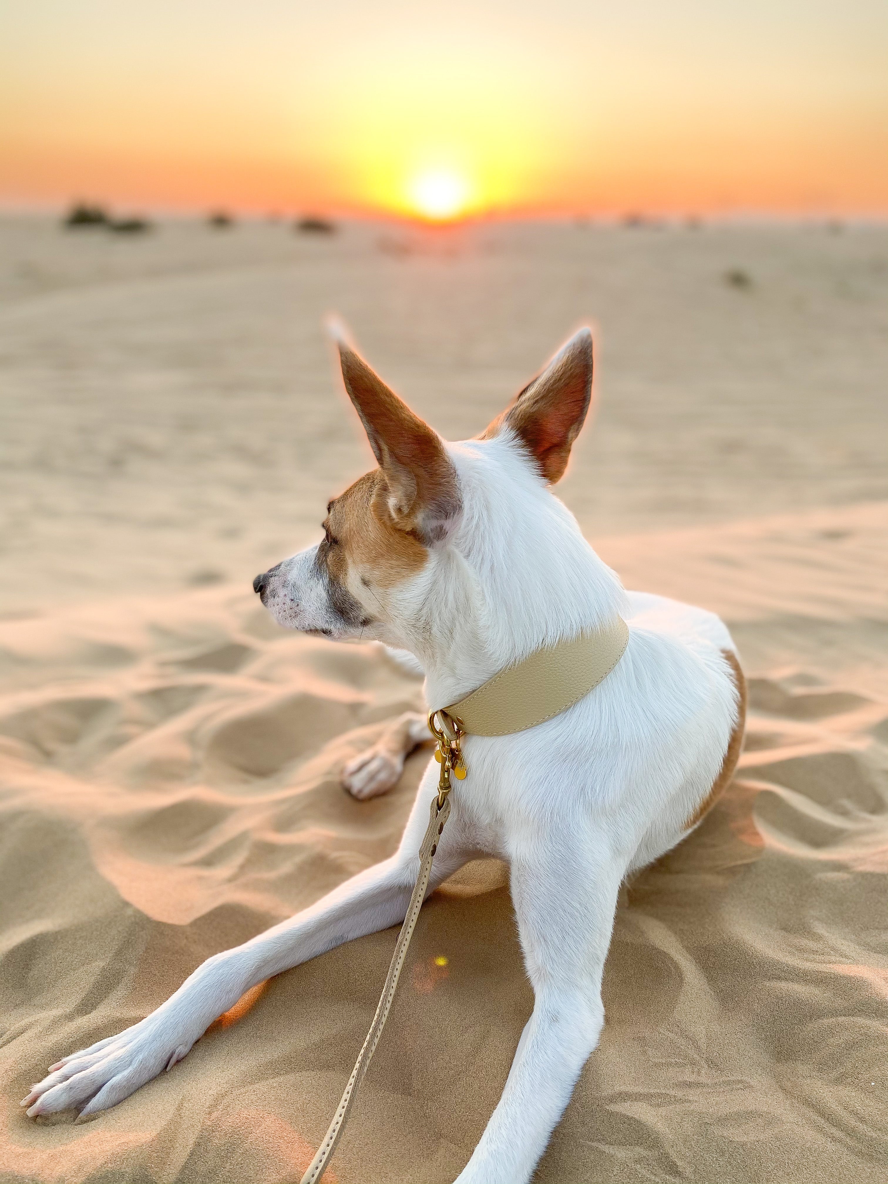 Beige Dog Lead