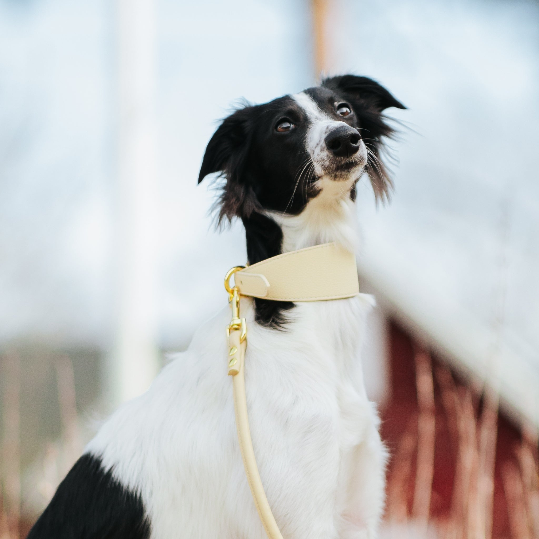 Beige Dog Lead