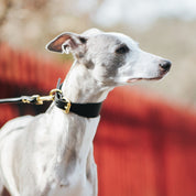 Black Dog Lead Gold