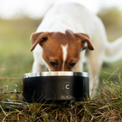 Black Dog Bowl