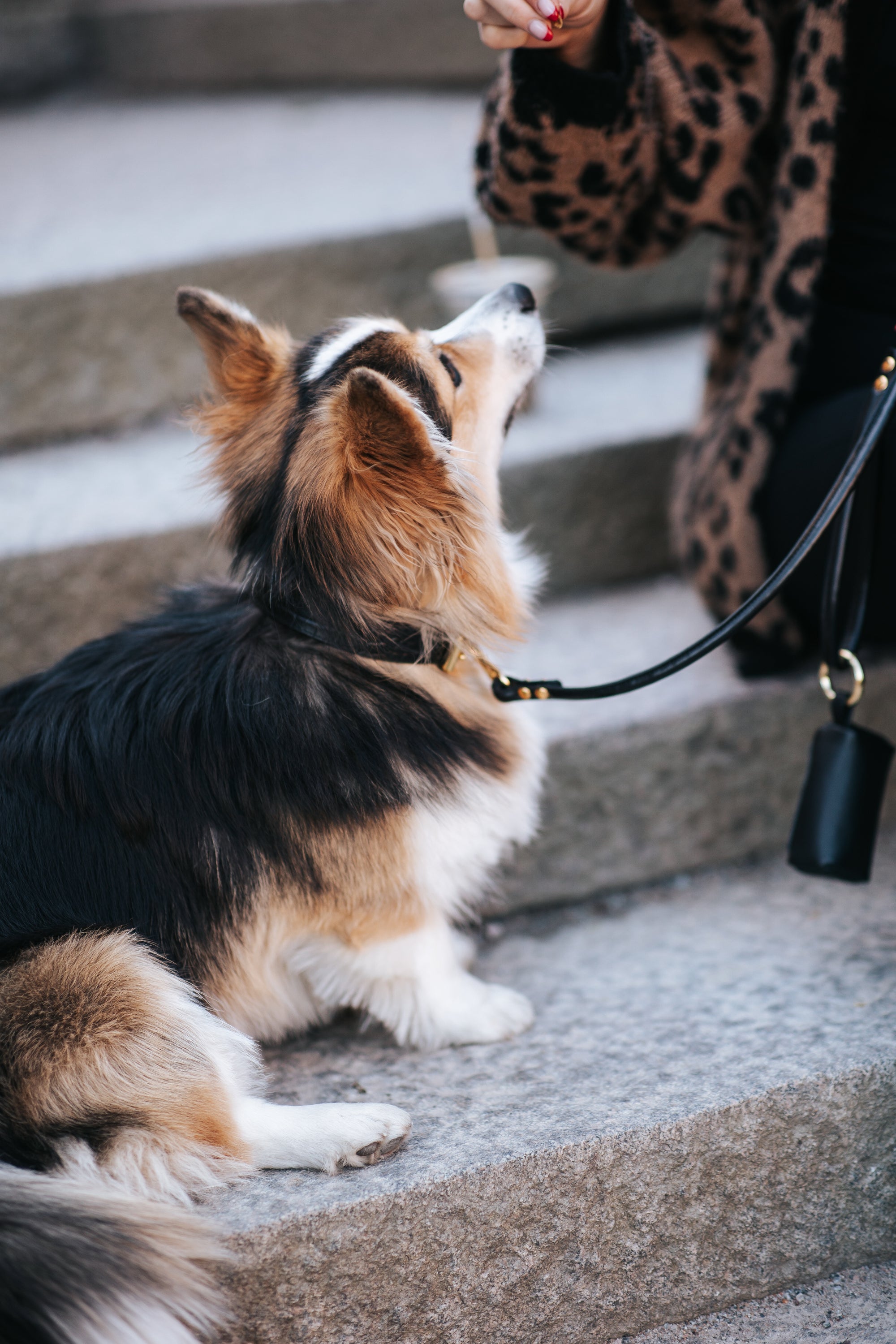 Black Dog Lead Gold