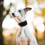 Glossy Black Dog Collar Wide