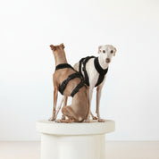 Black Y-Harness