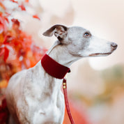 Burgundy Dog Lead