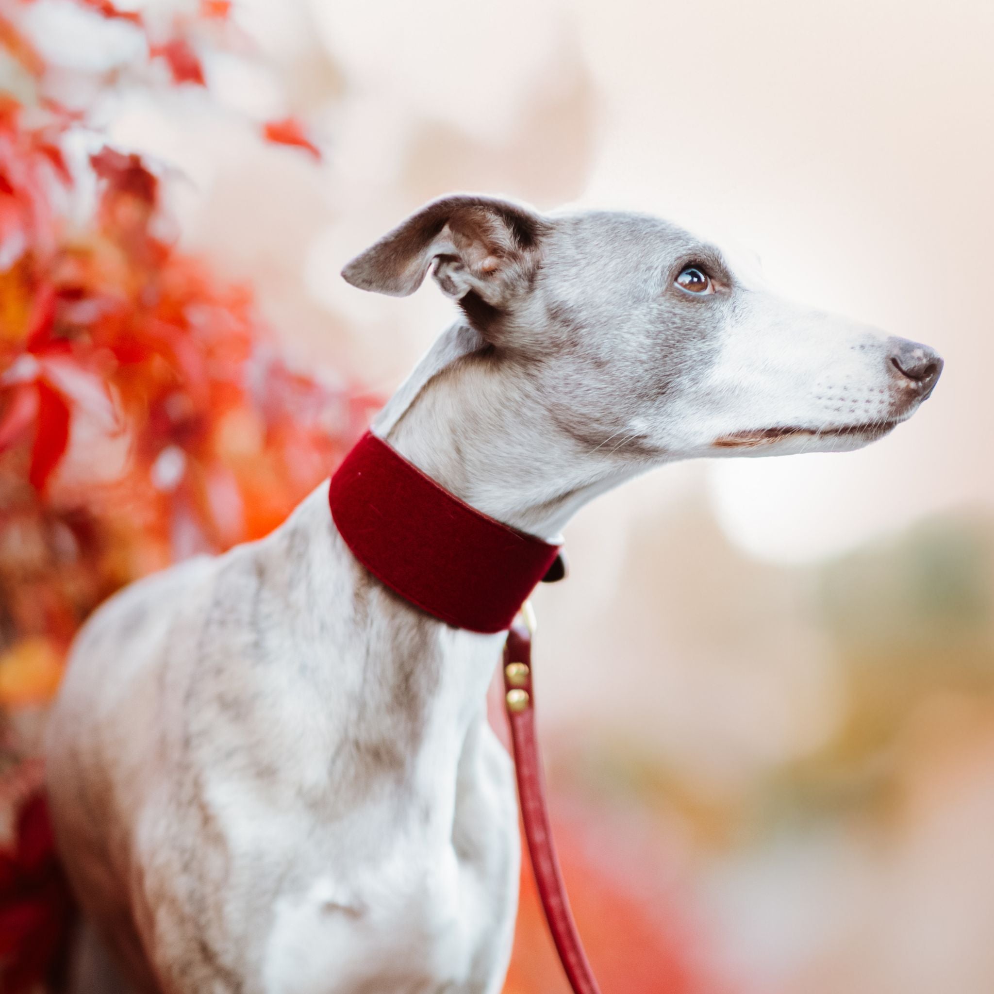 Burgundy Dog Lead