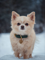 Dark Green Dog Collar Thin