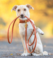 Cognac Dog Lead