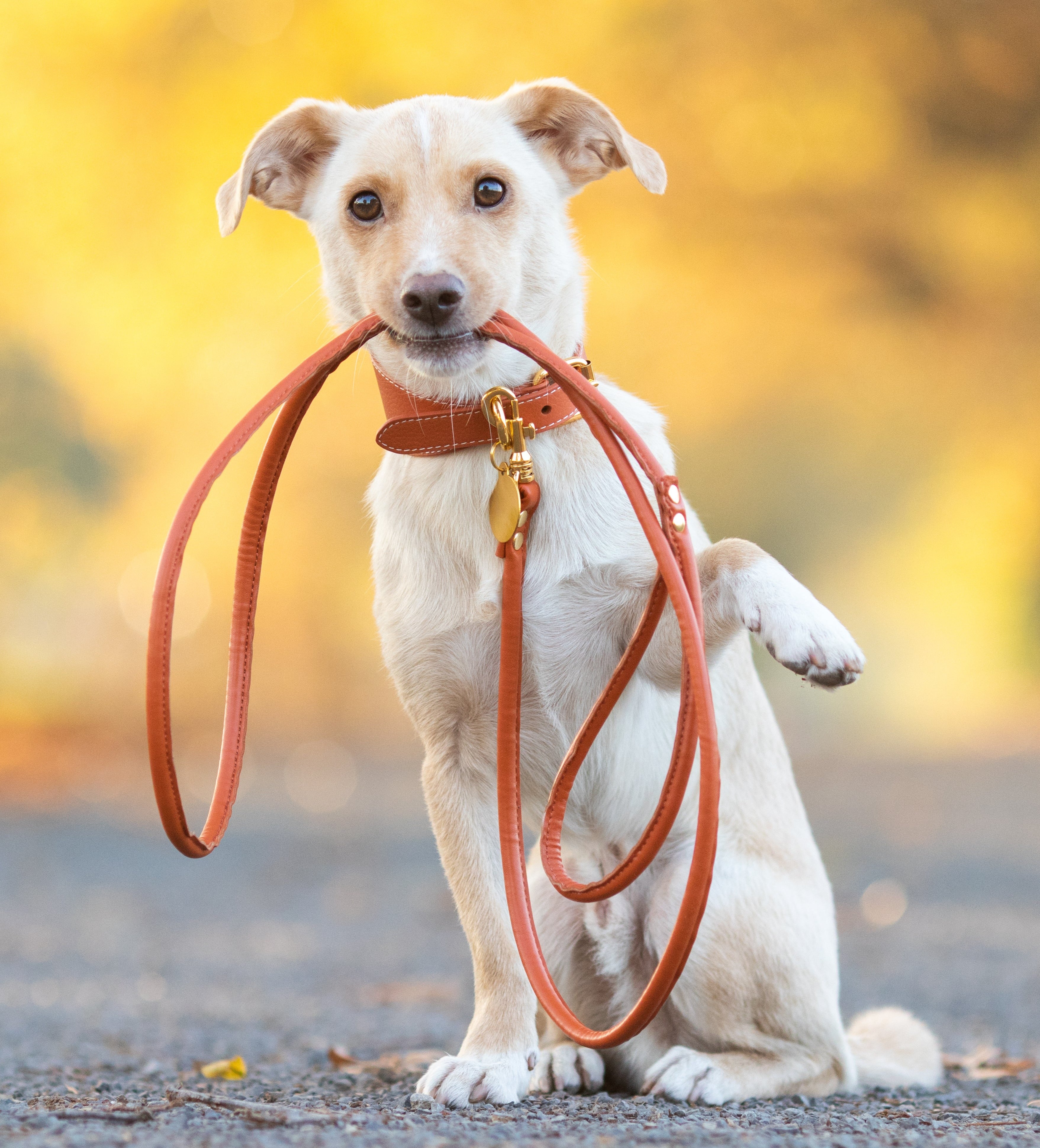 Cognac Dog Lead