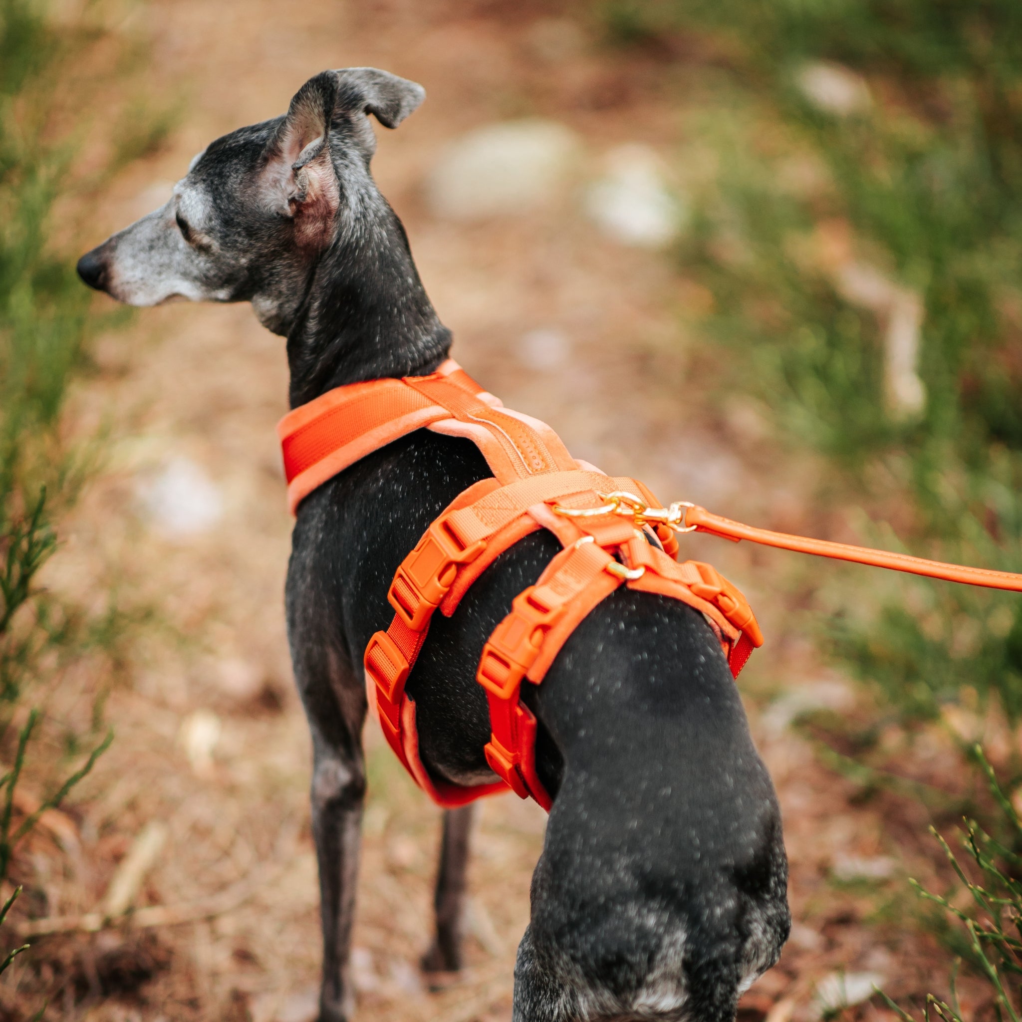 Cognac Y-Harness