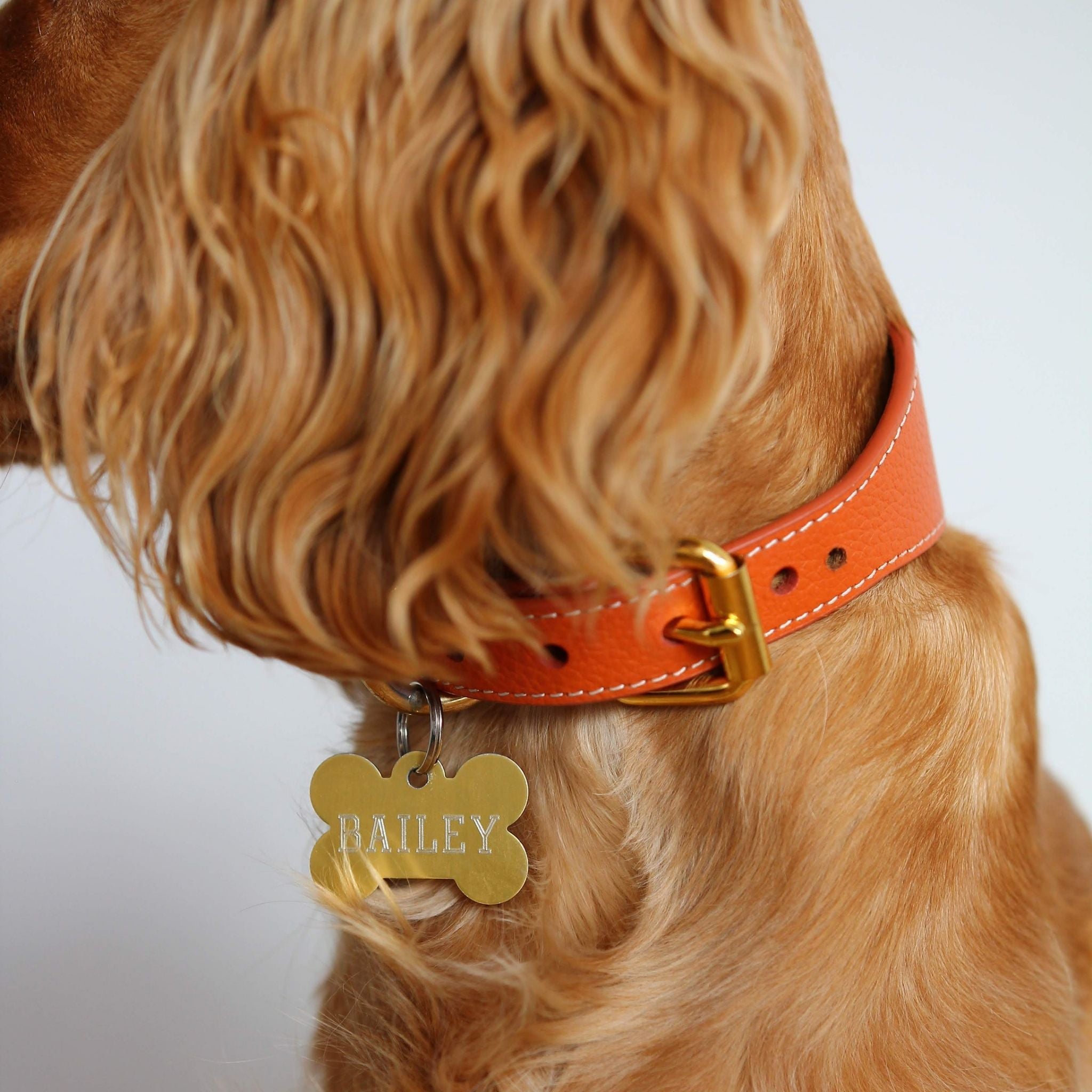 cognac-medium-wide-cocker-spaniel.jpg