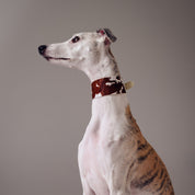 Cow Dog Collar Wide
