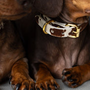 Cow Dog Collar Thin