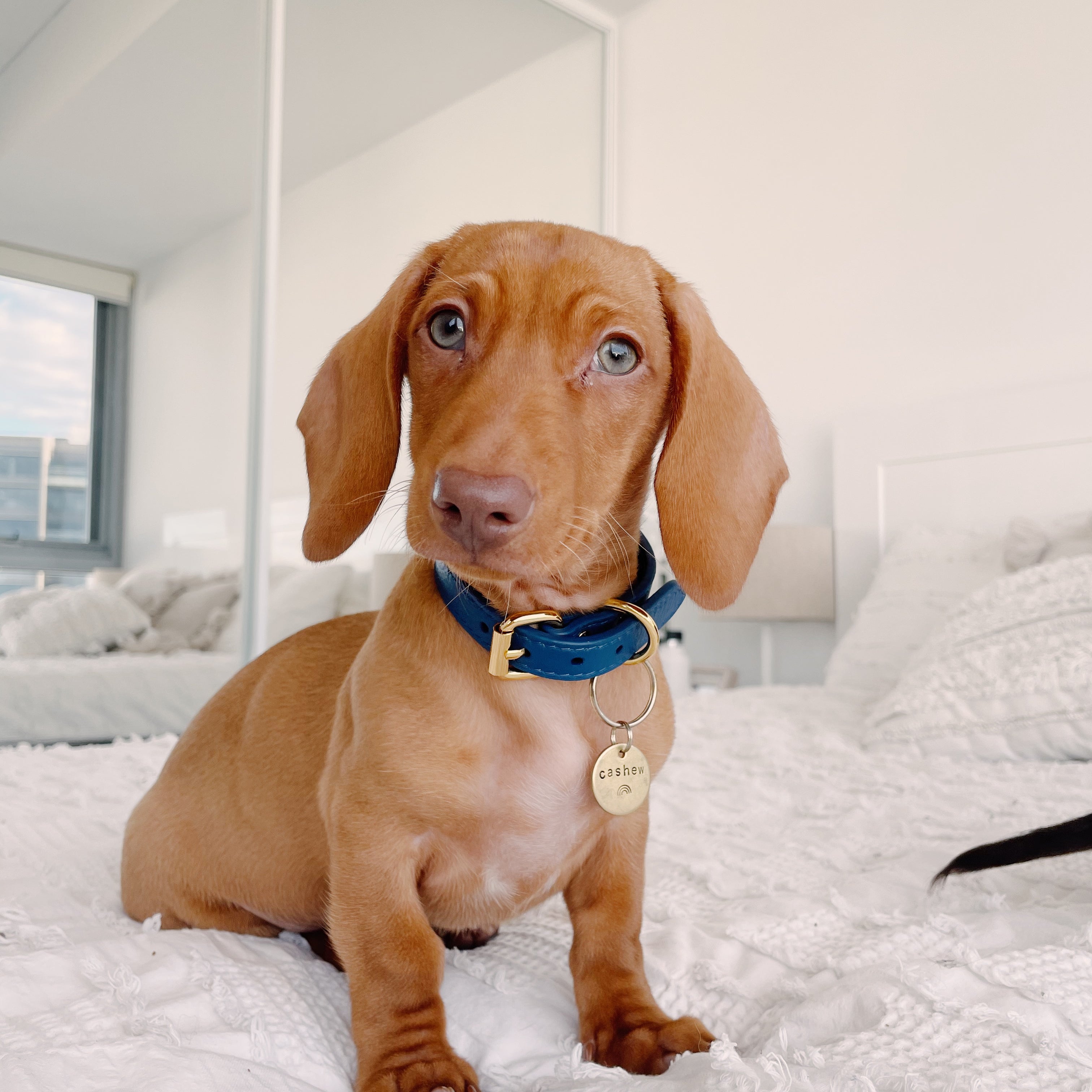dachshund-dark-blue-dog-collar-xs-thin.jpg