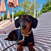 Mocha Brown Dog Collar Thin