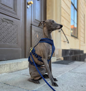 Dark Blue Y-Harness
