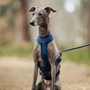 Dark Blue Y-Harness