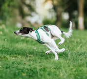 Dark Green Y-Harness