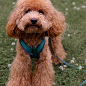 Dark Green Y-Harness