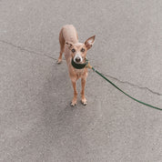 Dark Green Dog Collar Wide