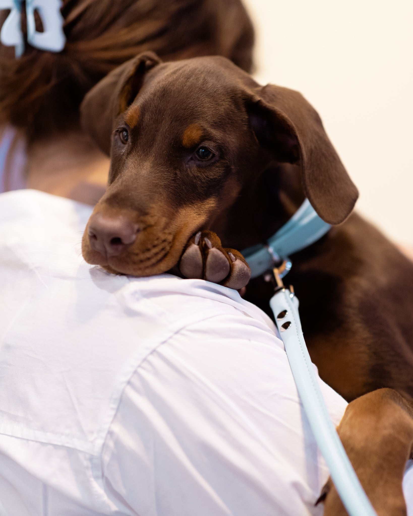 Baby Blue Dog Lead