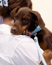 Baby Blue Dog Lead