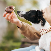 Donuts Dog Collar Wide