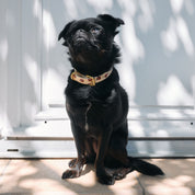 Donuts Dog Collar Thin