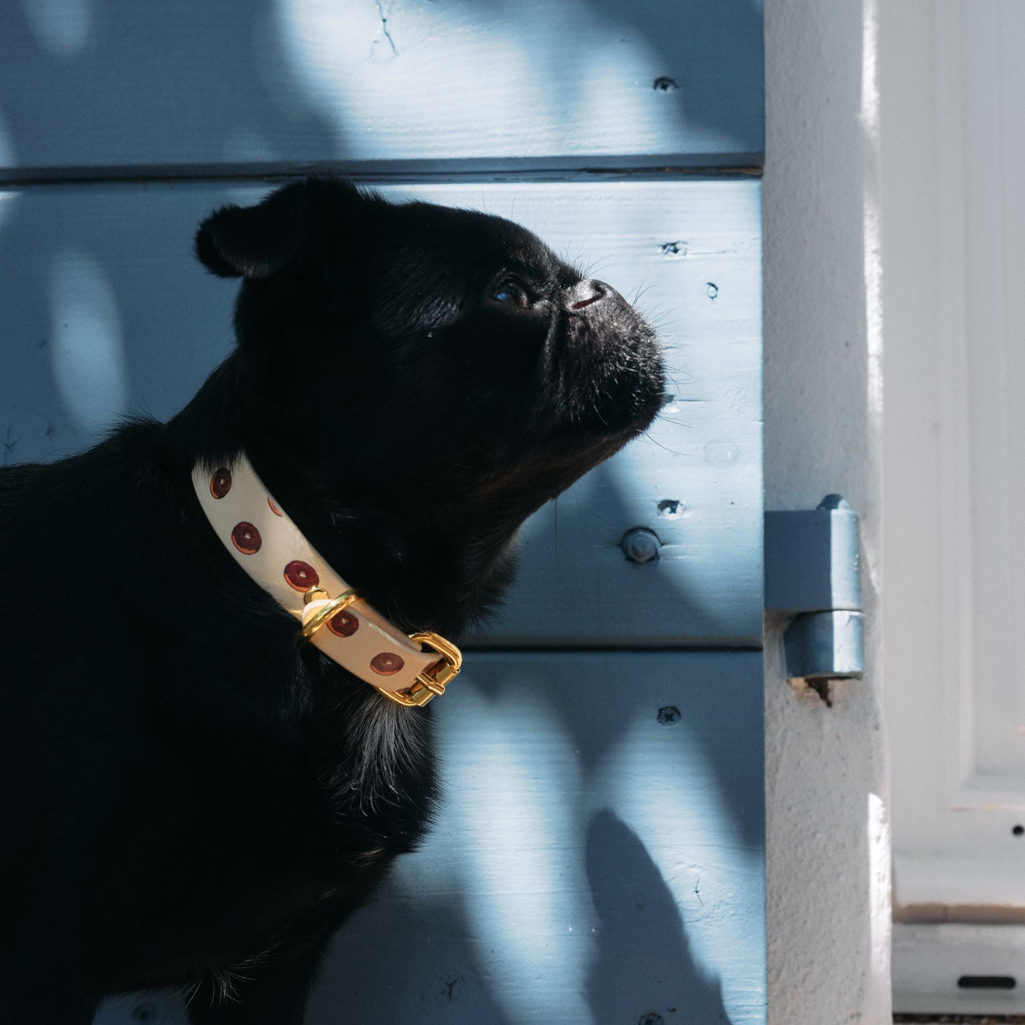 Donuts Dog Collar Thin