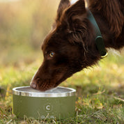 Green Dog Bowl