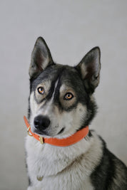 Cognac Dog Collar Wide