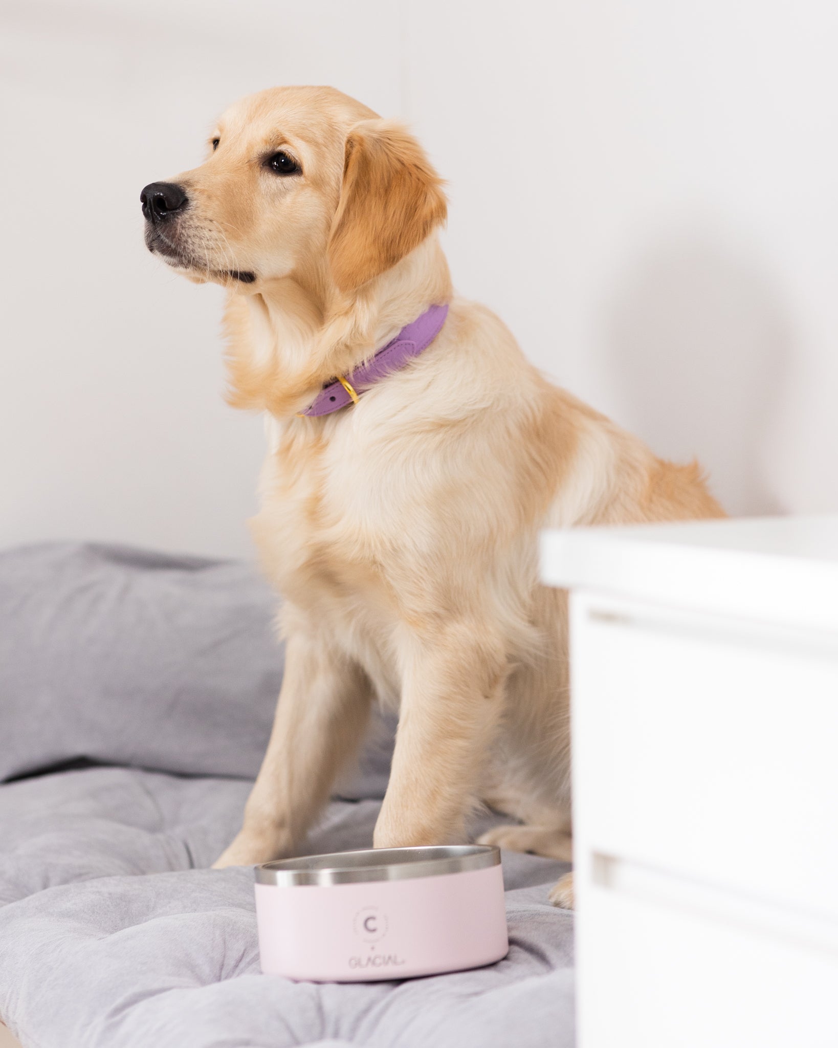 Light Pink Dog Bowl
