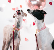 Love Dog Collar Wide