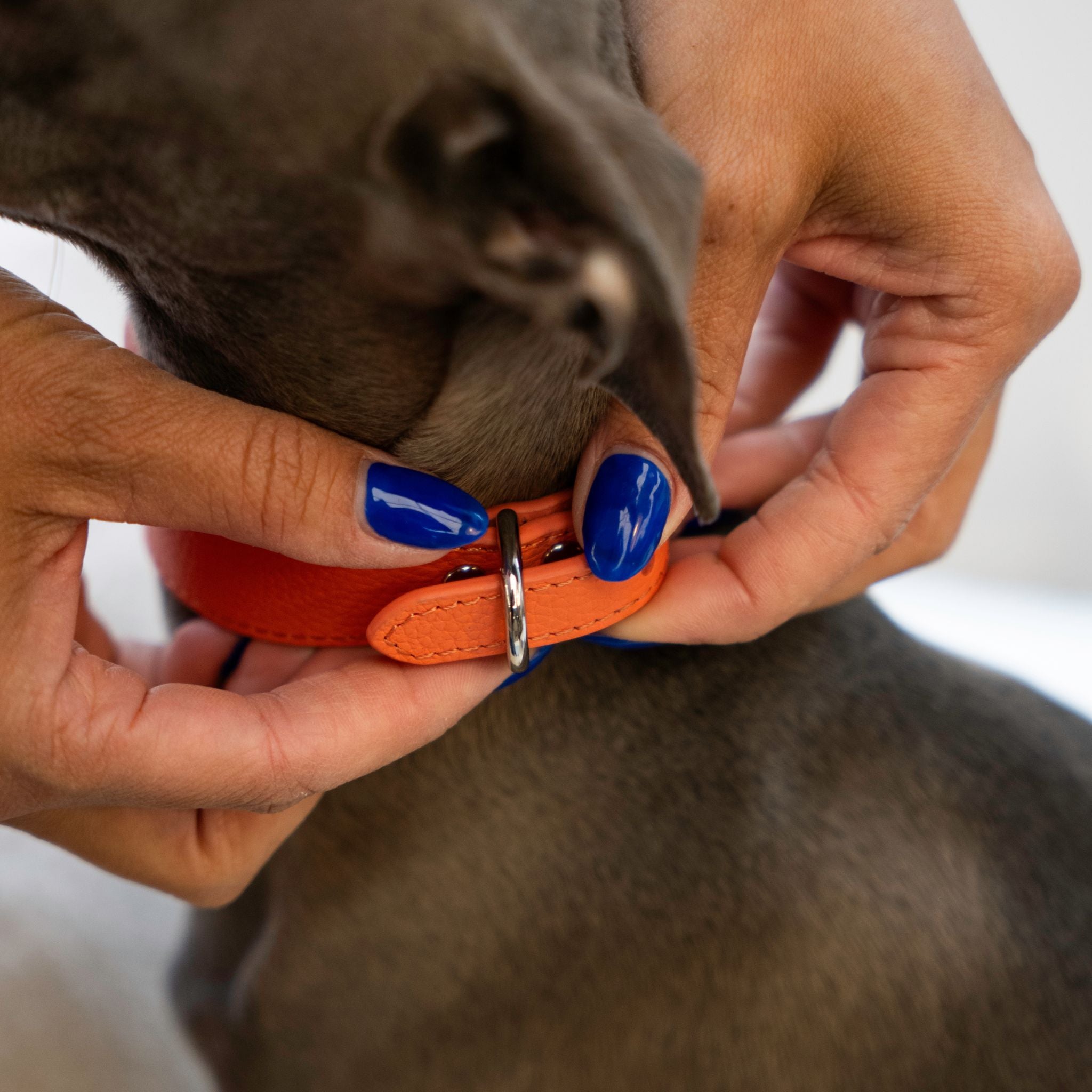 Peach Dog Collar Wide