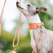 Peach Dog Collar Wide