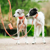 Peach Dog Lead