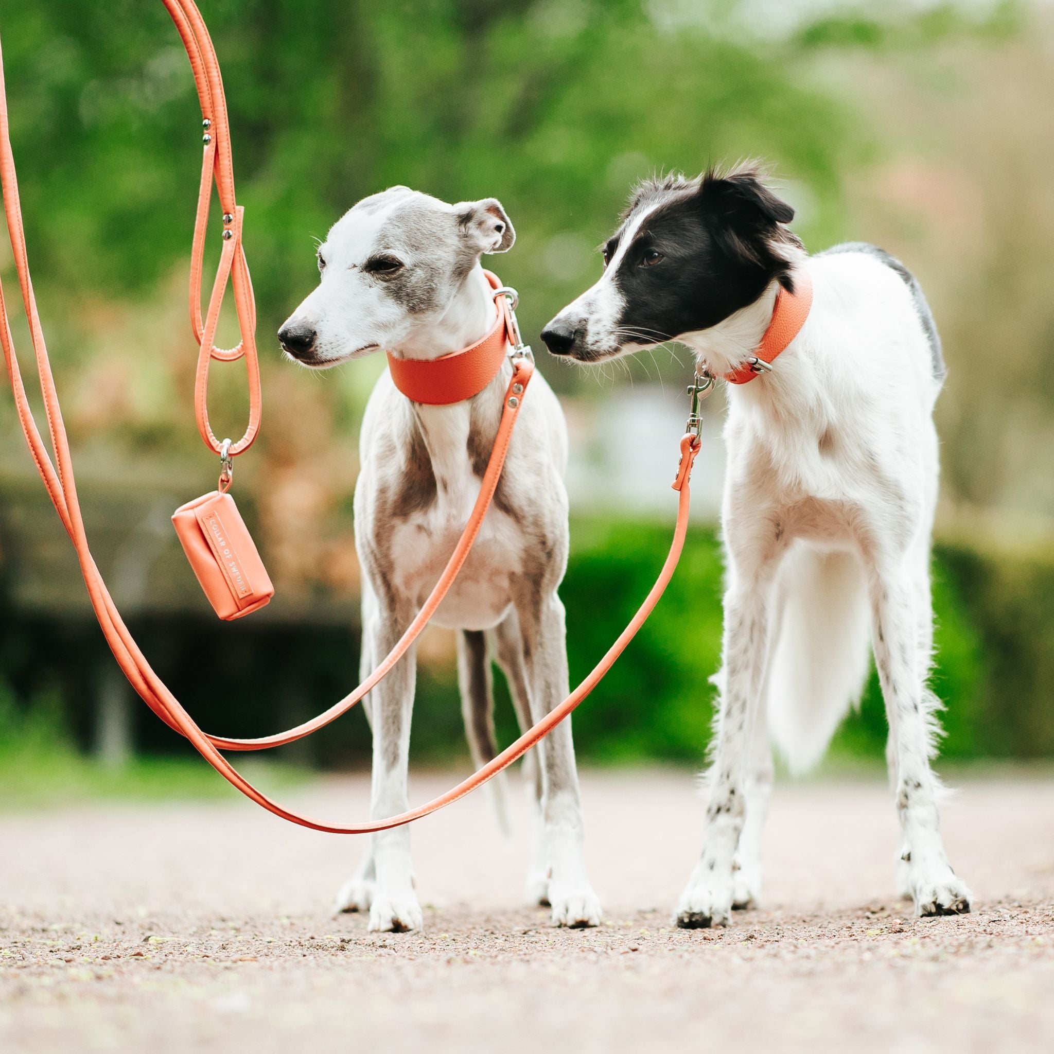 Peach Dog Lead