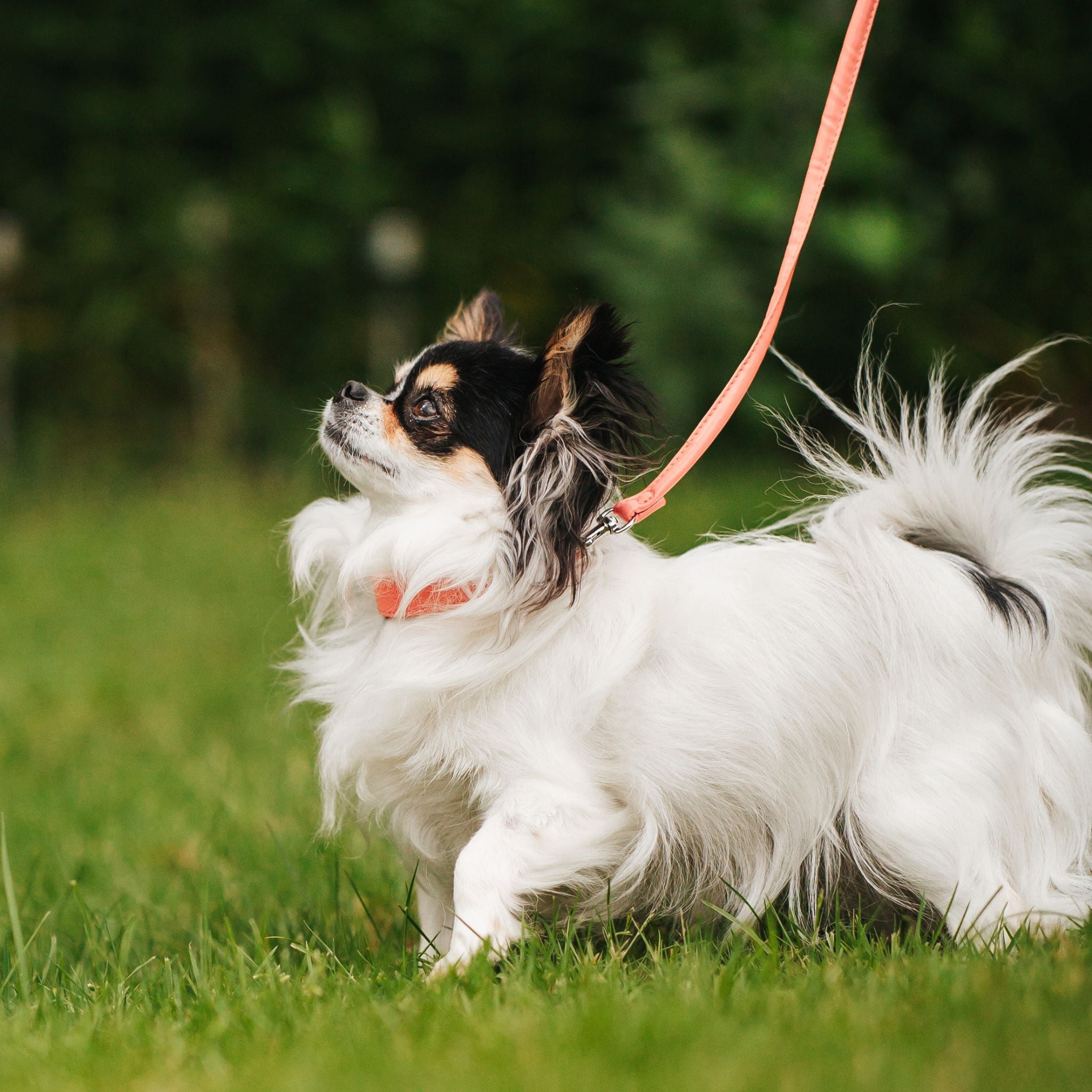 Peach Dog Collar Thin