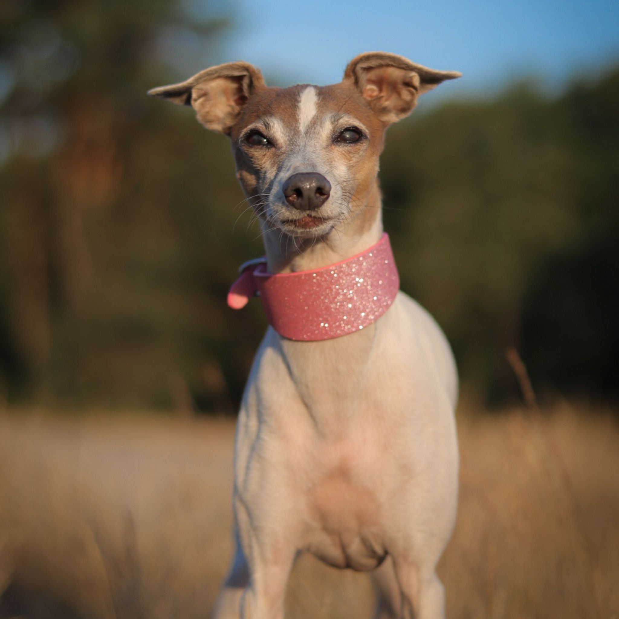 Pink Glitter Dog Collar Wide