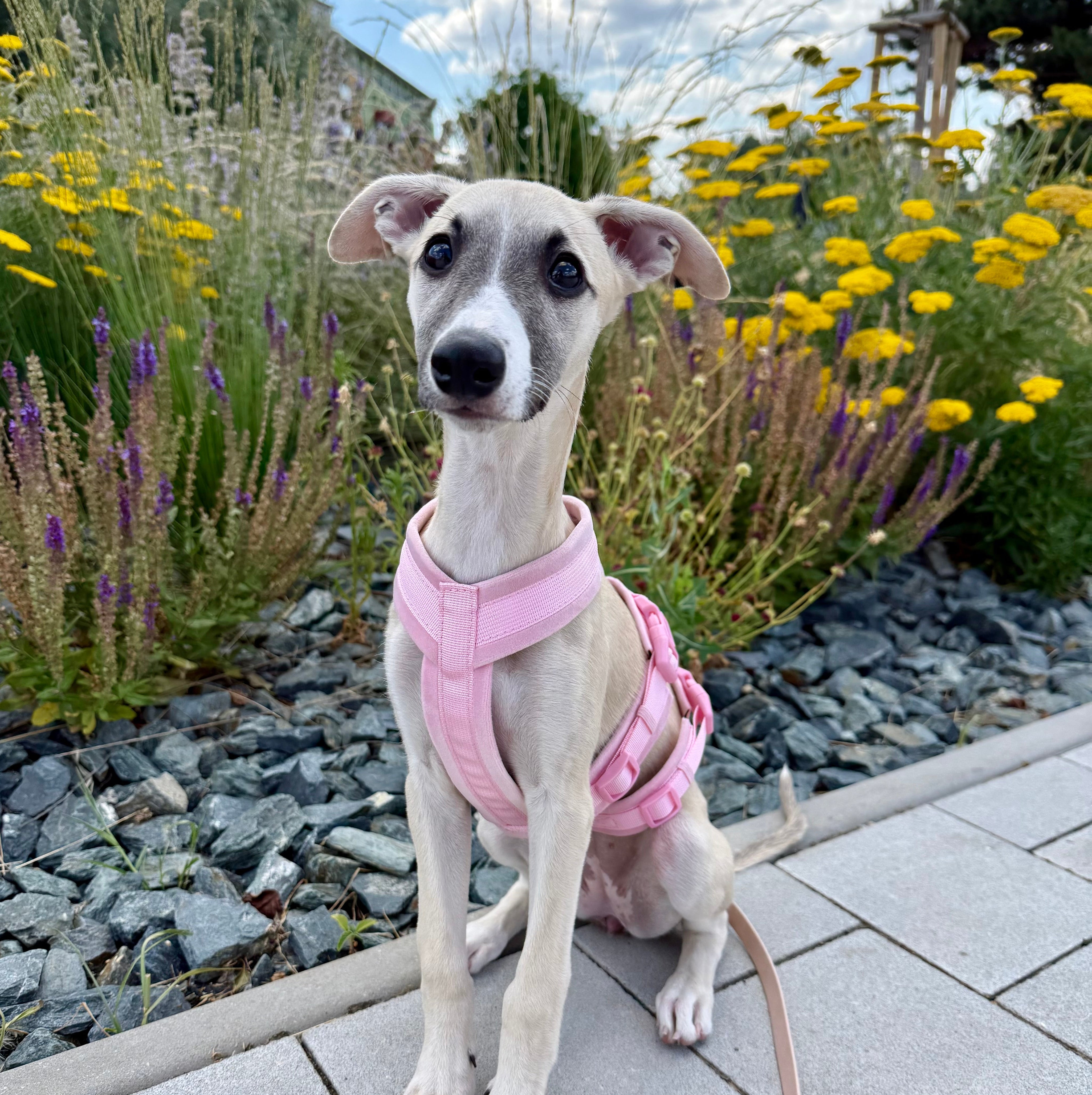 Pink Y-Harness